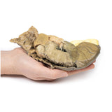 Intussusception of small bowel due to metastatic tumour | EZ-MP2077 | Sim & Skills Ltd