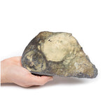 Hepatocellular Carcinoma | EZ-MP2085 | Sim & Skills Ltd