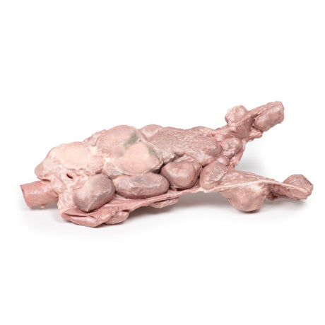 Aorta & para-aortic lymph nodes | EZ-MP2103 | Sim & Skills Ltd