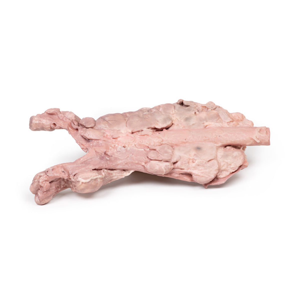Aorta & para-aortic lymph nodes | EZ-MP2103 | Sim & Skills Ltd