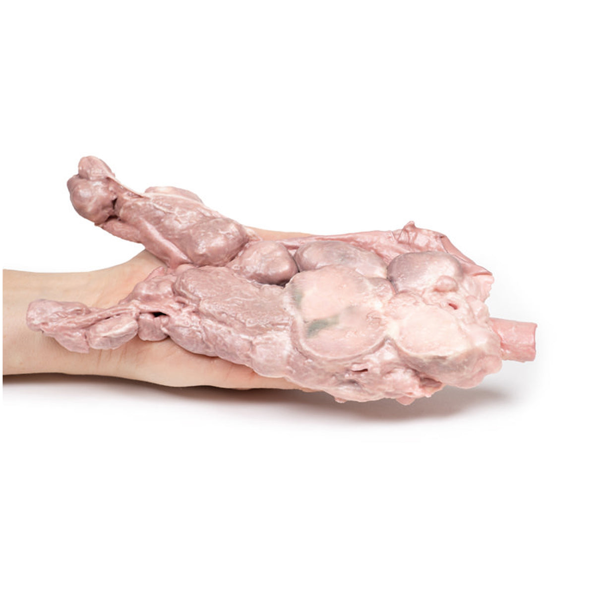 Aorta & para-aortic lymph nodes | EZ-MP2103 | Sim & Skills Ltd