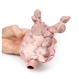 Aorta & para-aortic lymph nodes | EZ-MP2103 | Sim & Skills Ltd
