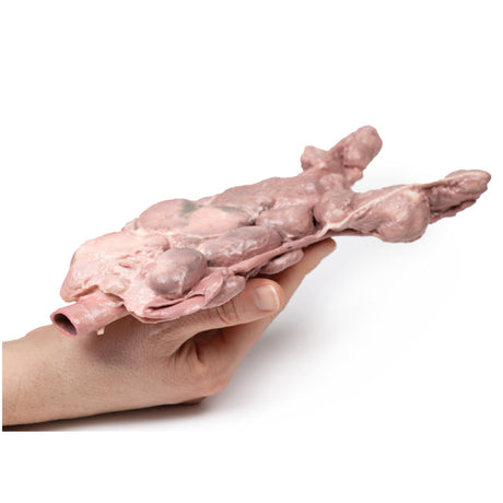 Aorta & para-aortic lymph nodes | EZ-MP2103 | Sim & Skills Ltd