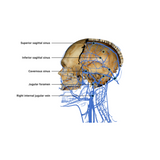 Virtual Dissection Anatomy Table 43-inch