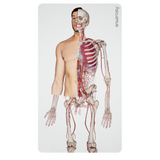 Virtual Dissection Anatomy Table 43-inch