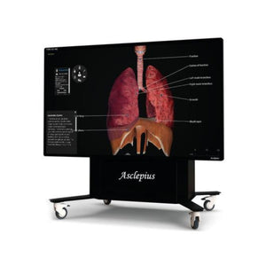 Virtual Dissection Anatomy Table 65-inch