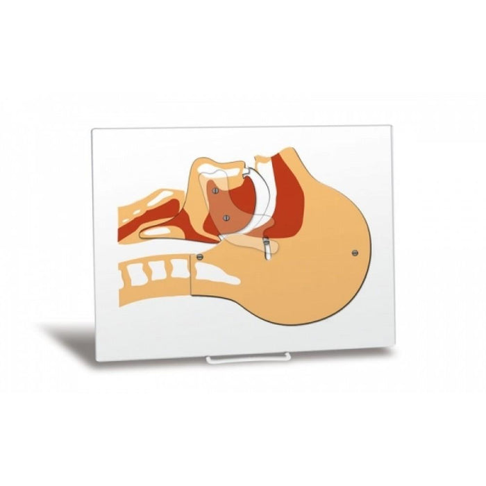 Airway Board | Head Section Model - Sim & Skills