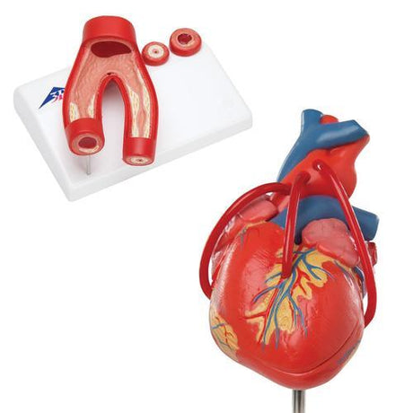 Anatomy Set Heart 8000845 | Sim & Skills