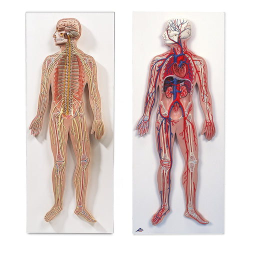 Anatomy Set Nervous & Circulatory Systems 8001092 | Sim & Skills