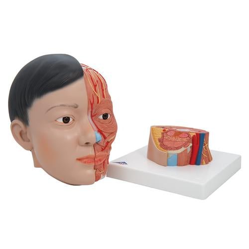 Asian Deluxe Human Head Model with Neck, 4 Part 1000215 | Sim & Skills