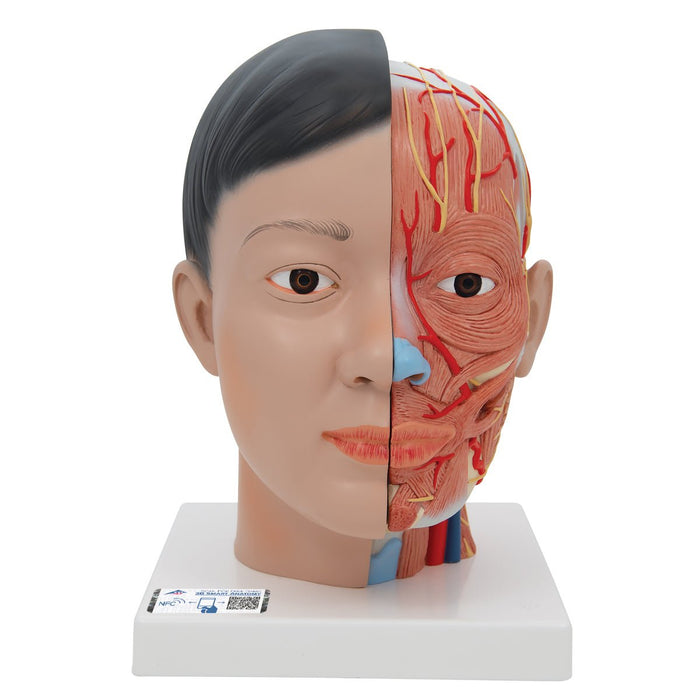 Asian Deluxe Human Head Model with Neck, 4 Part 1000215 | Sim & Skills