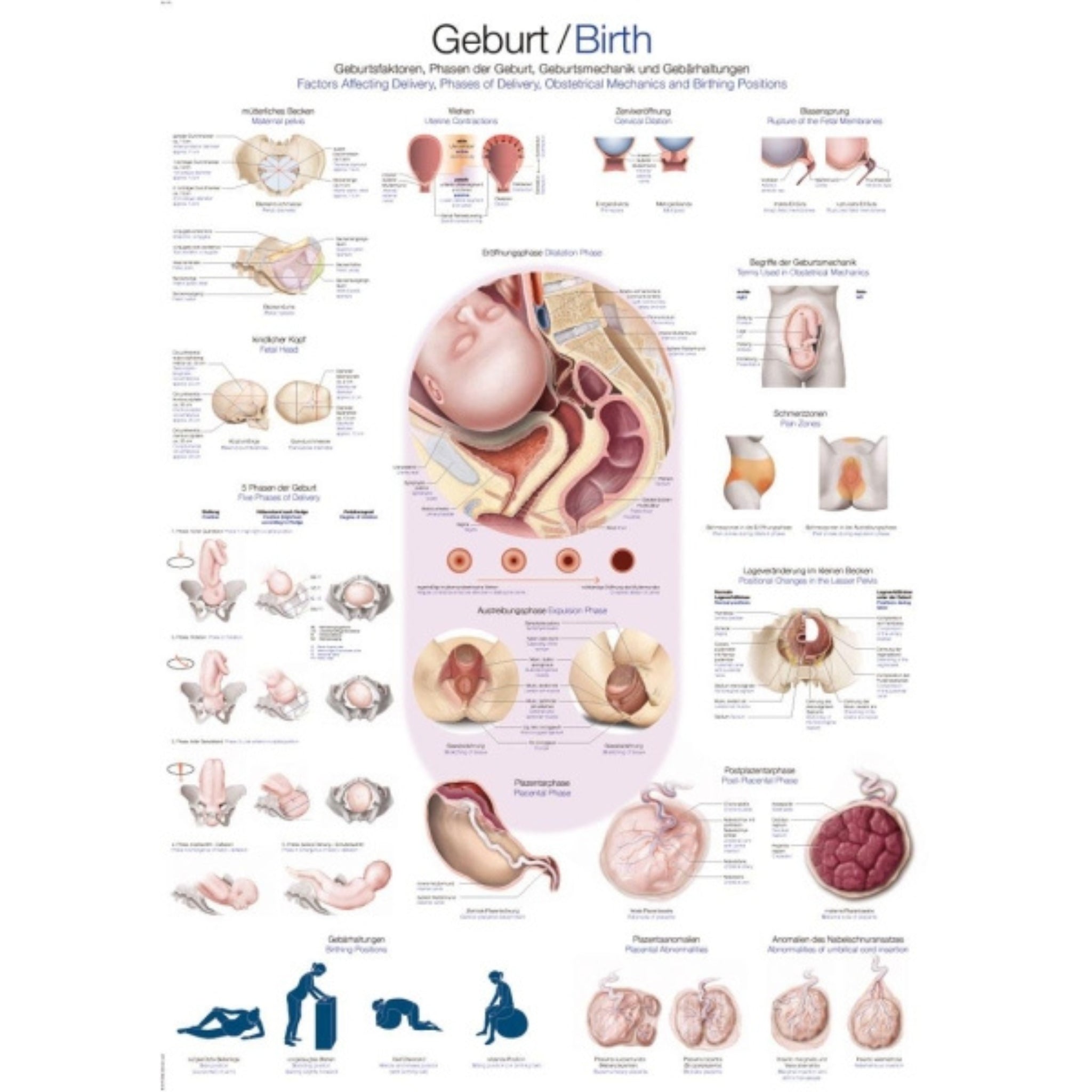 Parts of Body Chart, Laminated, 70 x 100cm