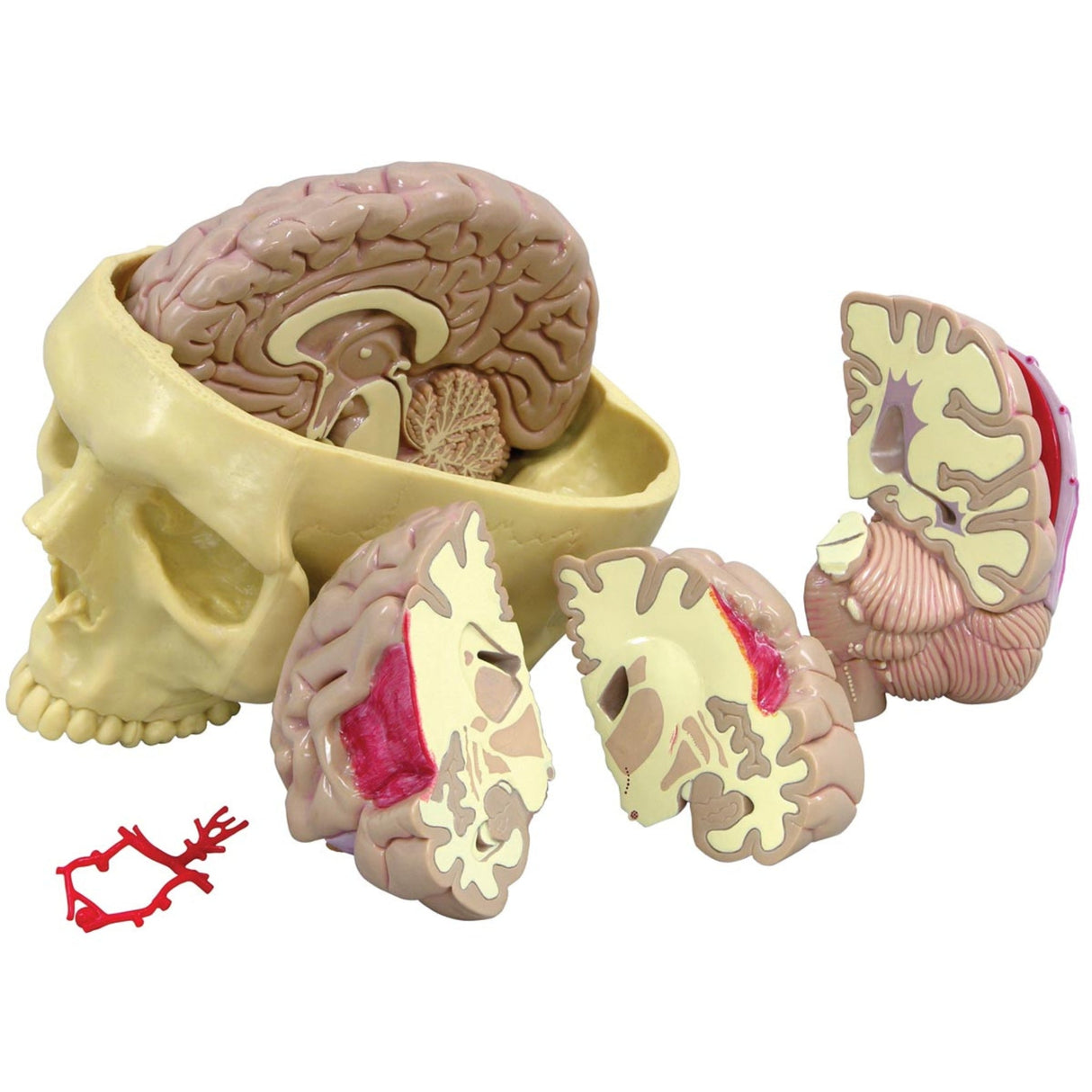 Brain Model 1019542 | Sim & Skills