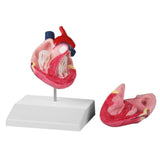 Canine heart - life size EZ-VET1250 | Sim & Skills