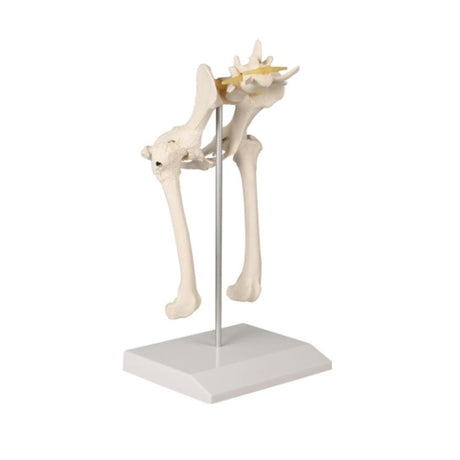 Canine Hip Model EZ-VET1060 | Sim & Skills