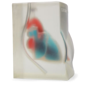 Cardiac Echo Ultrasound Training Model