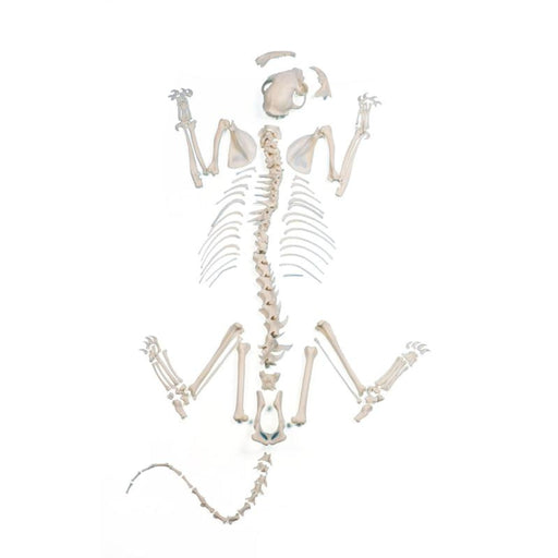 Cat skeleton - Unassembled EZ-VET3070 | Sim & Skills