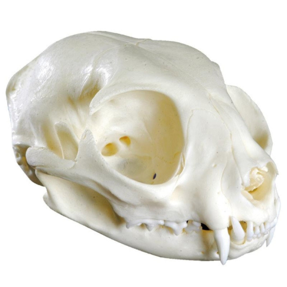 Cat Skull Replica EZ-VET3090 | Sim & Skills