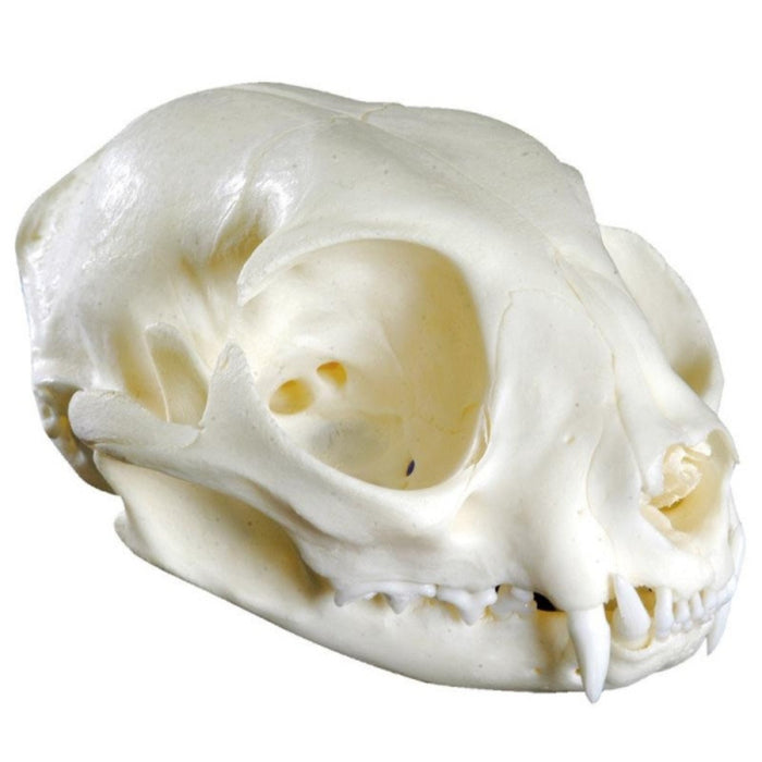 Cat Skull Replica EZ-VET3090 | Sim & Skills