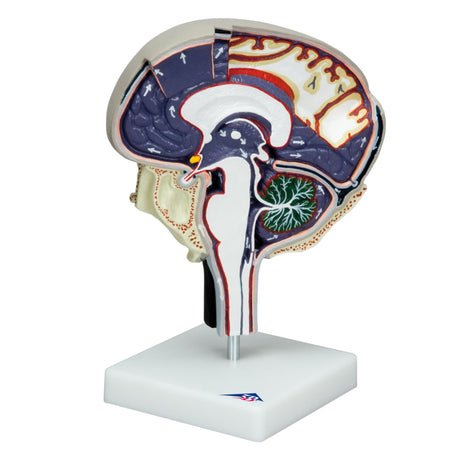 Cerebrospinal Fluid Circulation 1005114 | Sim & Skills