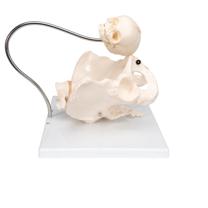 Childbirth Demonstration Pelvis Skeleton Model with Fetal Skull 1000334 | Sim & Skills