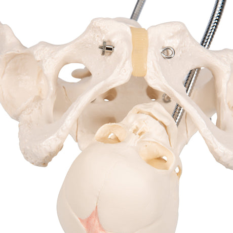 Childbirth Demonstration Pelvis Skeleton Model with Fetal Skull 1000334 | Sim & Skills