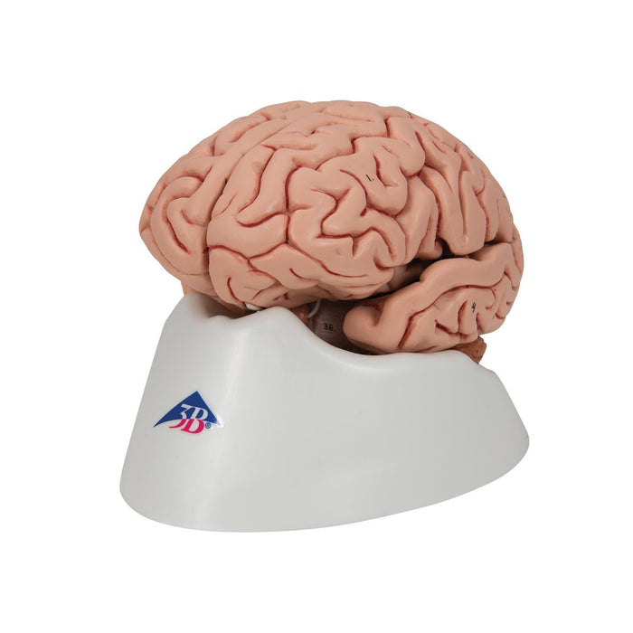 Classic Human Brain Model, 5 part - 3B Smart Anatomy 1000226 | Sim & Skills