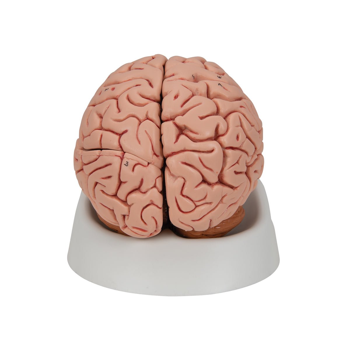 Classic Human Brain Model, 5 part - 3B Smart Anatomy 1000226 | Sim & Skills