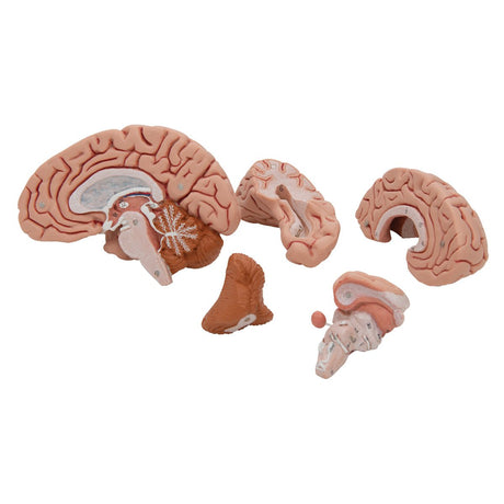 Classic Human Brain Model, 5 part - 3B Smart Anatomy 1000226 | Sim & Skills