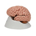 Classic Human Brain Model, 5 part - 3B Smart Anatomy 1000226 | Sim & Skills