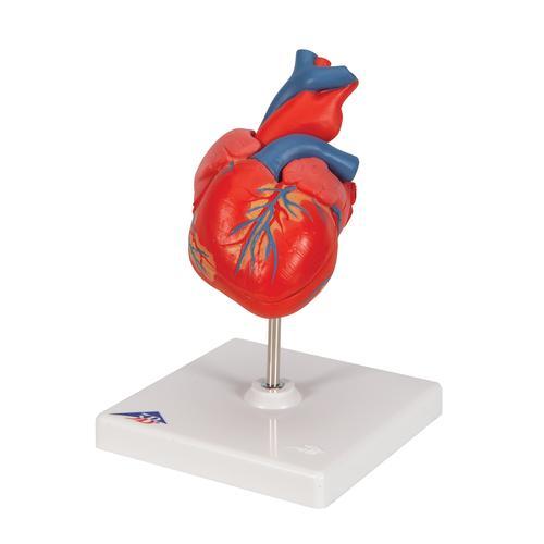 Classic Human Heart Model, 2 part - 3B Smart Anatomy - Sim & Skills