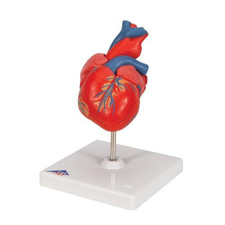 Classic Human Heart Model, 2 part - 3B Smart Anatomy 1017800 | Sim & Skills