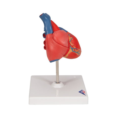 Classic Human Heart Model, 2 part - 3B Smart Anatomy 1017800 | Sim & Skills