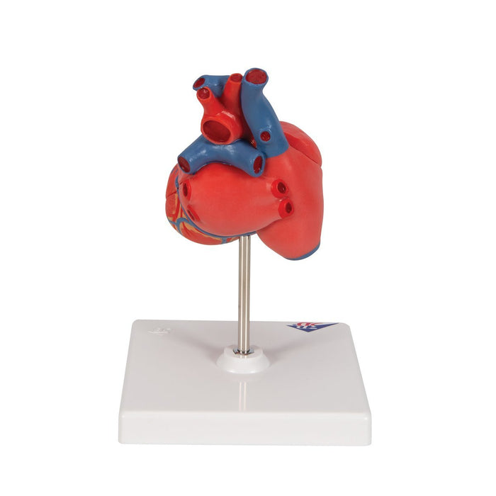 Classic Human Heart Model, 2 part - 3B Smart Anatomy 1017800 | Sim & Skills