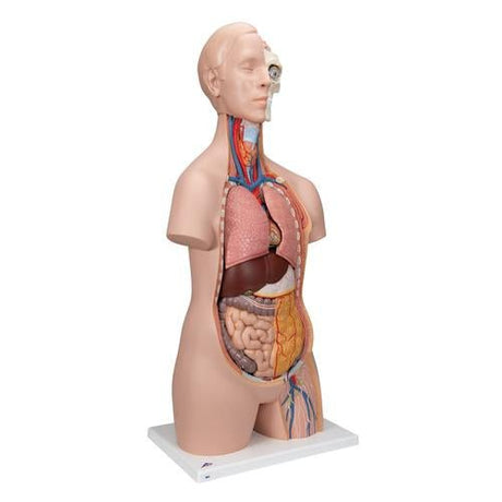 Classic Unisex Human Torso Model, 12 part 1000186 | Sim & Skills