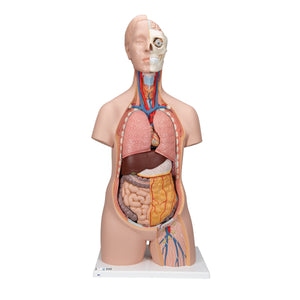 Classic Unisex Human Torso Model, 12 part