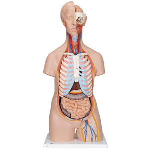 Classic Unisex Human Torso Model, 16 part
