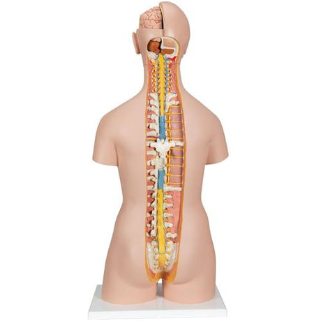 Classic Unisex Human Torso Model with Open Back, 21 part 1000192 | Sim & Skills