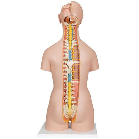 Classic Unisex Human Torso Model with Open Neck & Back, 18 part 1000193 | Sim & Skills