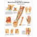Clinically Important Blood Vessel and Nerve Pathways Laminated Chart 1001530 | Sim & Skills