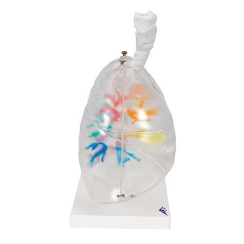 CT Bronchial Tree Model with Larynx & Transparent Lungs 1000275 | Sim & Skills