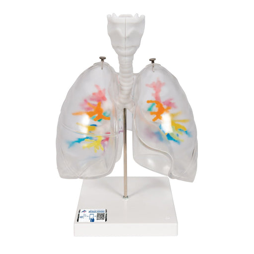 CT Bronchial Tree Model with Larynx & Transparent Lungs 1000275 | Sim & Skills