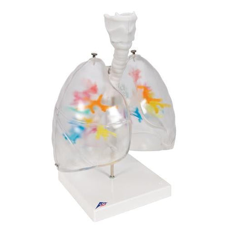 CT Bronchial Tree Model with Larynx & Transparent Lungs 1000275 | Sim & Skills