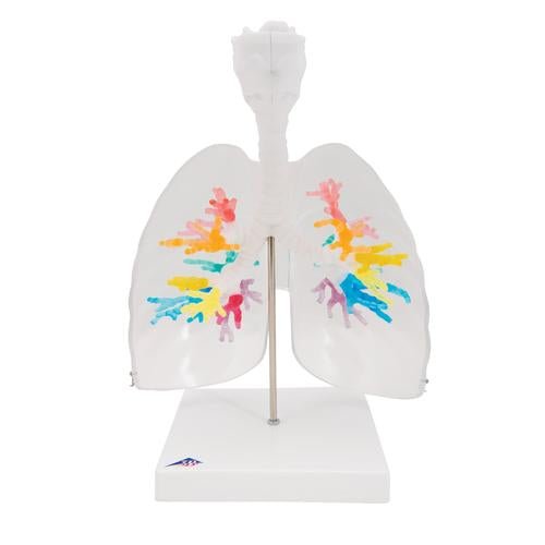 CT Bronchial Tree Model with Larynx & Transparent Lungs 1000275 | Sim & Skills