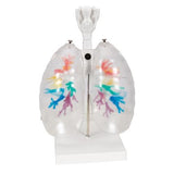 CT Bronchial Tree Model with Larynx & Transparent Lungs 1000275 | Sim & Skills