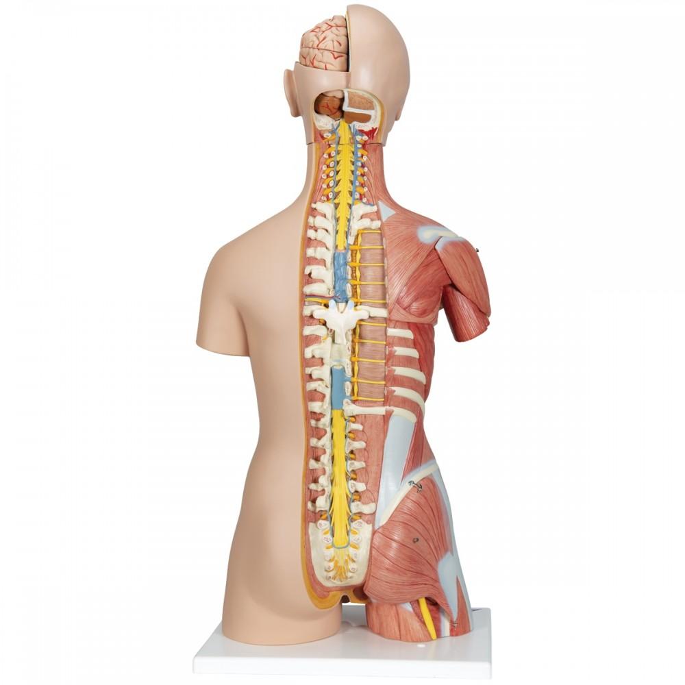 Deluxe Dual Sex Human Muscle Torso Model (31 part) 1000203 | Sim & Skills