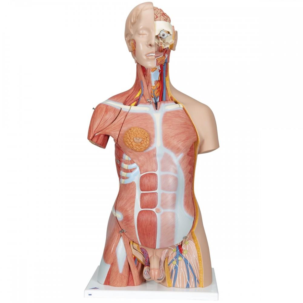 Deluxe Dual Sex Human Muscle Torso Model (31 part) 1000203 | Sim & Skills