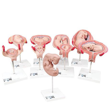 Deluxe Pregnancy Models Series, 9 Individual Embryo & Foetus Models 1018628 | Sim & Skills