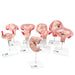 Deluxe Pregnancy Models Series, 9 Individual Embryo & Foetus Models 1018628 | Sim & Skills