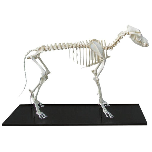 Dog Skeleton Assembled - Medium Dog EZ-VET3040 | Sim & Skills